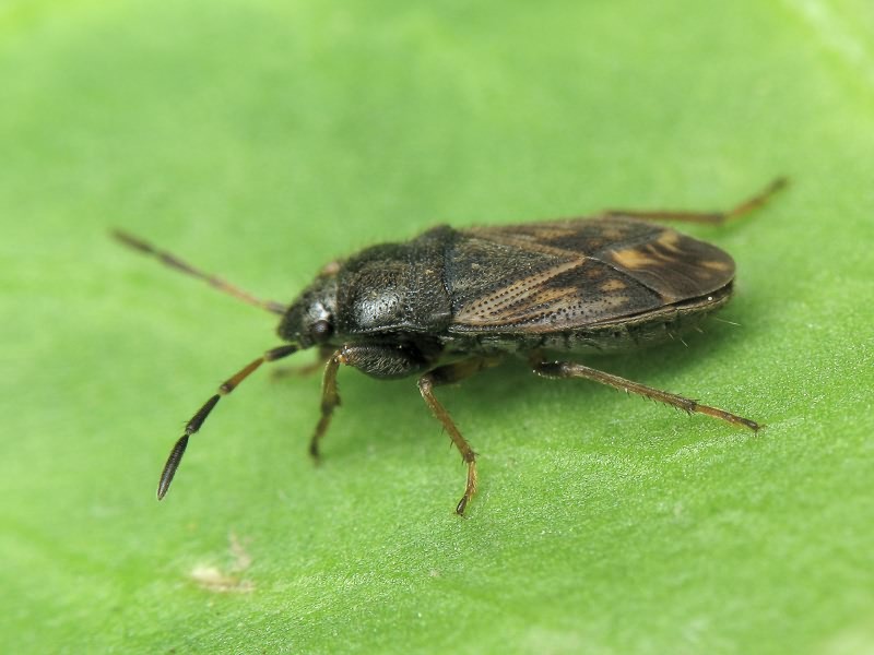 Megalonotus chiragra (Fabricius, 1794)